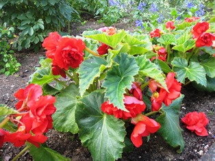 Aldona_7_II.jpg