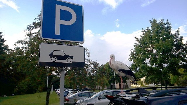 Autogandras_didele.jpg