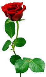 Roze 1 I didesne_12.jpg