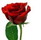 Roze I a n._19.jpg