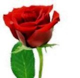 Roze I a n._24.jpg