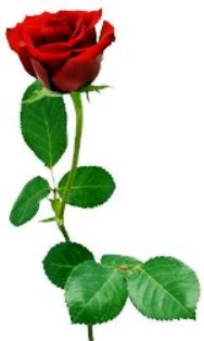 Roze II_6.jpg