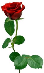 singleRedRose_2.jpg